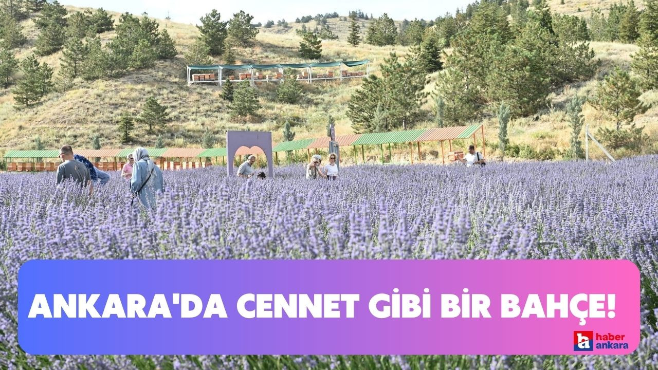 Ankara'nın doğu girişinde cennet gibi bir bahçe! Mamak'ın gözbebeği lavanta bahçeleri