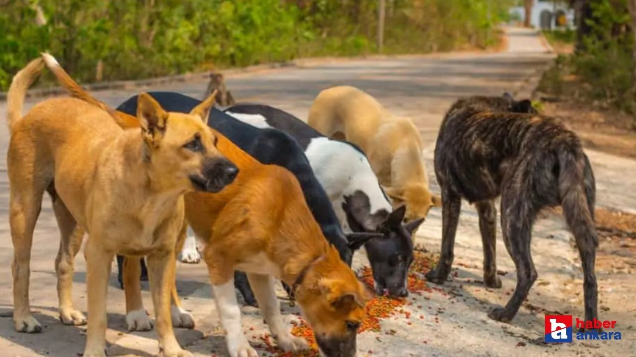 Ankara'da sokak köpeklerini beslediği için vuruldu!