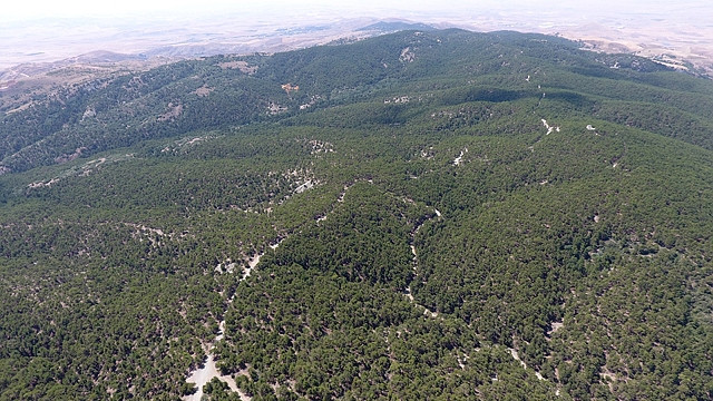 Ankara'nın yemyeşil saklı cenneti büyülüyor! Ankara'da orman mı olur diyenlere inat muhteşem ormanı keşfedin - Resim : 2