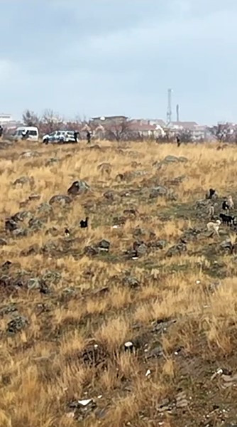 Ankara Keçiören'de sokak köpeklerinin saldırdığı çocuğun durumu ağır!