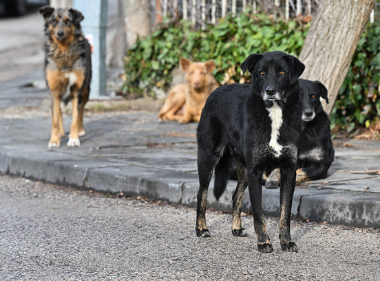 Ankara'da sokak köpeği saldırısına uğrayan hemşire yardım istedi! Lütfen sahipsiz köpek sorununa bir çözüm bulunsun