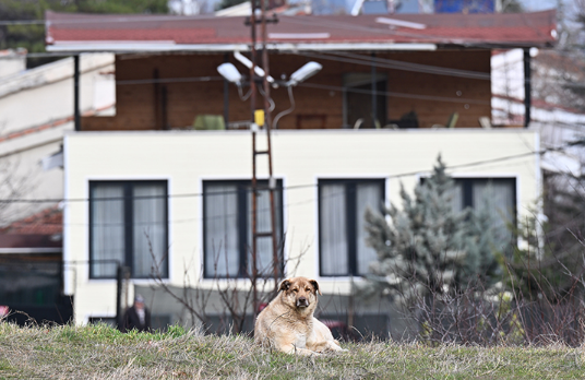 Ankara'da sokak köpeği saldırısına uğrayan hemşire yardım istedi! Lütfen sahipsiz köpek sorununa bir çözüm bulunsun - Resim : 2